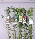 Immergrüne Geißschlinge - Lonicera henryi