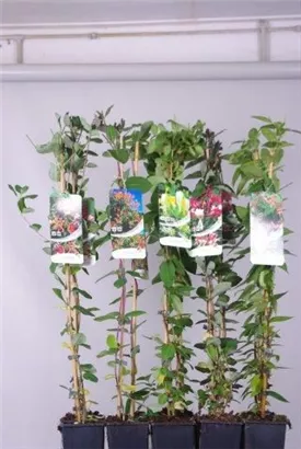 Immergrüne Geißschlinge - Lonicera henryi