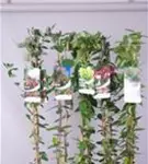 Immergrüne Geißschlinge - Lonicera henryi