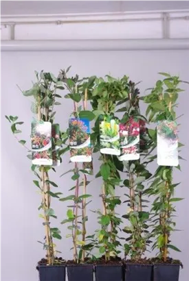 Immergrüne Geißschlinge - Lonicera henryi