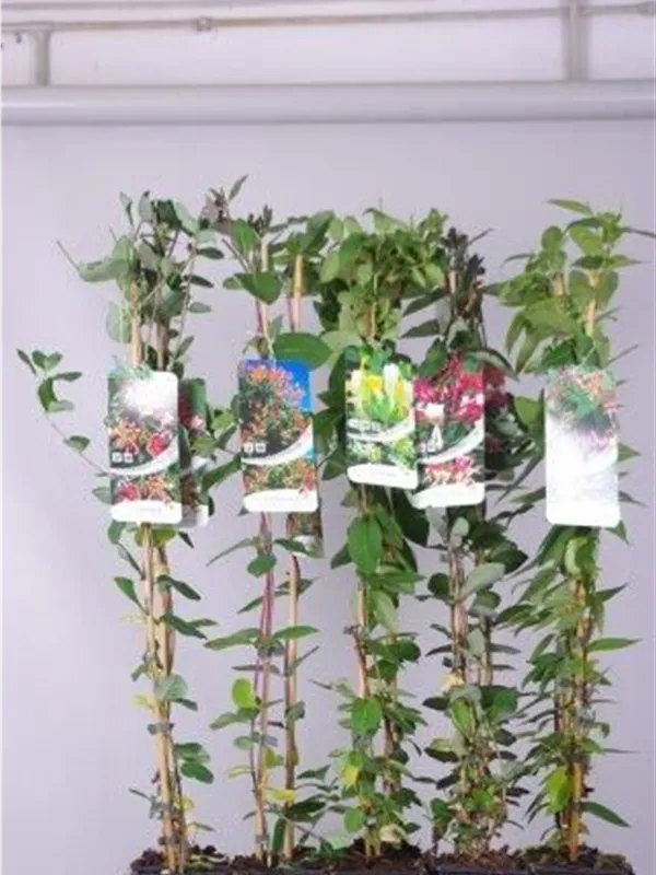 Immergrüne Geißschlinge - Lonicera henryi