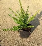 Heckenmyrte 'Elegant' - Lonicera nitida 'Elegant'