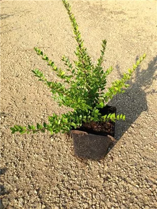 Heckenmyrte 'Elegant' - Lonicera nitida 'Elegant'