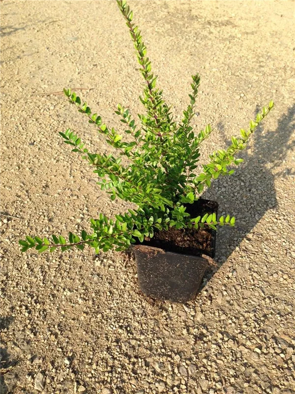 Heckenmyrte 'Elegant' - Lonicera nitida 'Elegant'