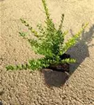 Heckenmyrte 'Elegant' - Lonicera nitida 'Elegant'