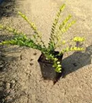 Böschungsmyrte - Lonicera pileata