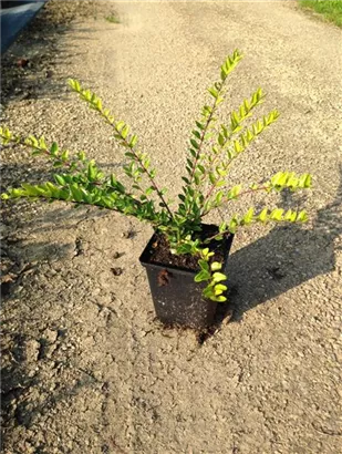 Böschungsmyrte - Lonicera pileata