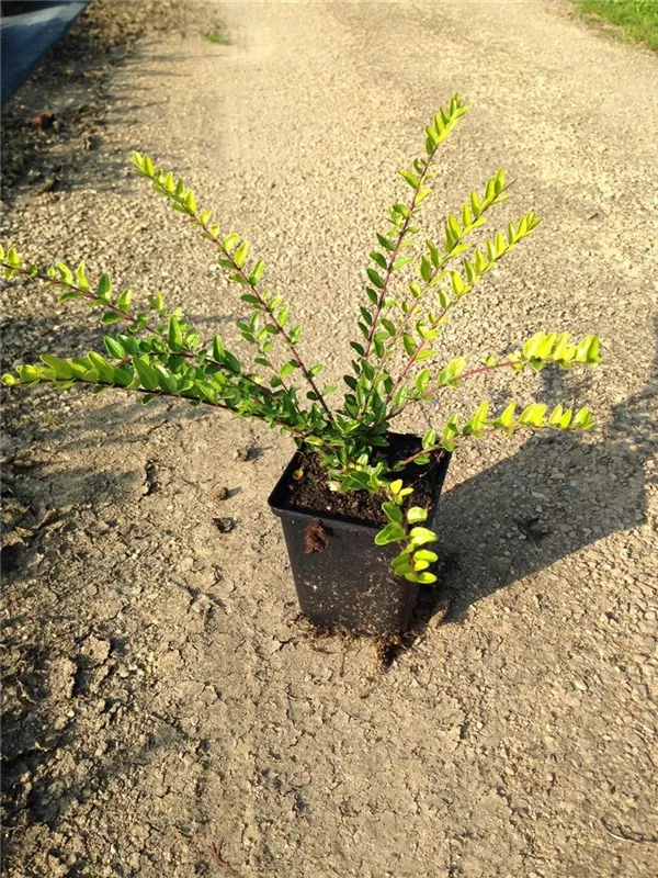 Böschungsmyrte - Lonicera pileata