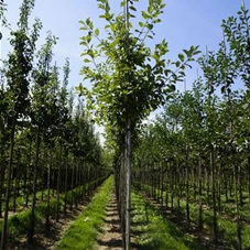 Malus 'Elstar' CAC - Baum, H 3xv mDb 10- 12 Malus 'Elstar' CAC - Baum, H 3xv mDb 10- 12