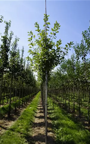 Malus 'Elstar' CAC - Baum