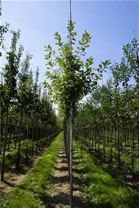 Apfel 'Elstar' mittel - Malus 'Elstar' CAC - Baum Apfel 'Elstar' mittel - Malus 'Elstar' CAC - Baum