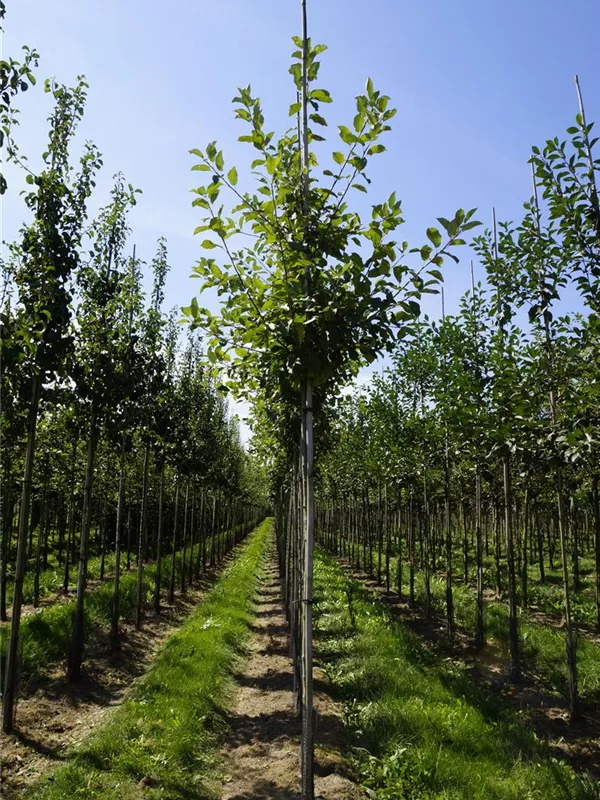 Apfel 'Elstar' mittel - Malus 'Elstar' CAC - Baum Apfel 'Elstar' mittel - Malus 'Elstar' CAC - Baum