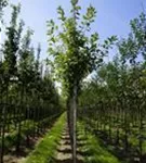 Apfel 'Elstar' mittel - Malus 'Elstar' CAC - Baum
