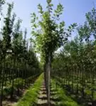 Apfel 'Elstar' mittel - Malus 'Elstar' CAC - Baum