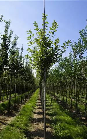 Malus 'Elstar' CAC - Baum