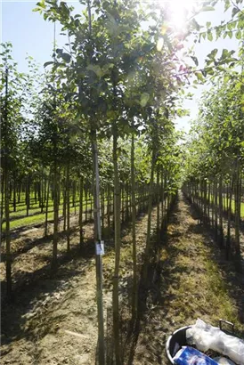 Apfel 'Elstar' mittel - Malus 'Elstar' CAC - Baum