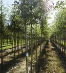 Apfel 'Elstar' mittel - Malus 'Elstar' CAC - Baum