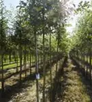 Apfel 'Elstar' mittel - Malus 'Elstar' CAC - Baum