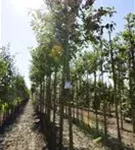 Zierapfel 'Evereste' -R- - Malus 'Evereste' -R- CAC