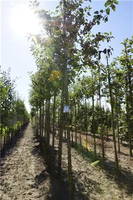 Zierapfel 'Evereste' -R- - Malus 'Evereste' -R- CAC