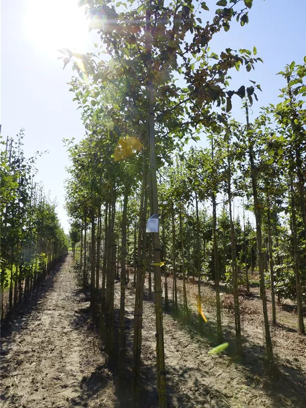 Zierapfel 'Evereste' -R- - Malus 'Evereste' -R- CAC