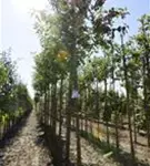 Zierapfel 'Evereste' -R- - Malus 'Evereste' -R- CAC