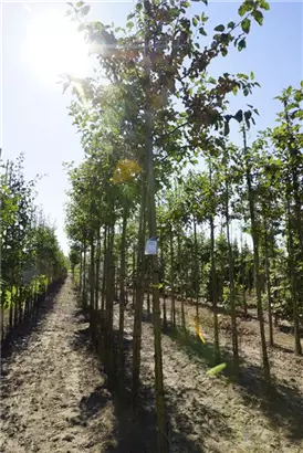 Zierapfel 'Evereste' -R- - Malus 'Evereste' -R- CAC