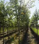 Apfel 'Jonagold' mittel - Malus 'Jonagold' CAC