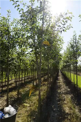 Apfel 'Jonagold' mittel - Malus 'Jonagold' CAC
