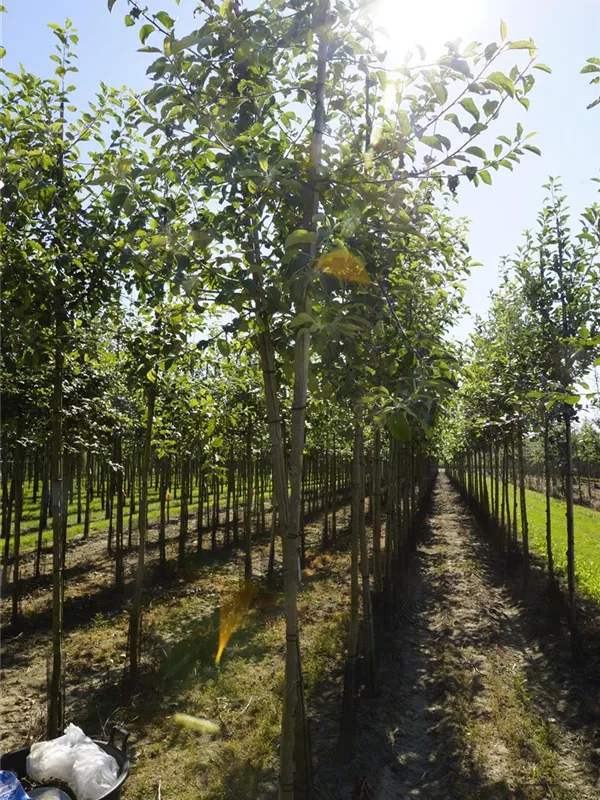 Apfel 'Jonagold' mittel - Malus 'Jonagold' CAC