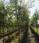 Apfel 'Jonagold' mittel - Malus 'Jonagold' CAC