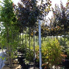 Malus 'Red Sentinel' CAC - Baum, H C 43 10- 12