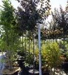 Zierapfel 'Red Sentinel' - Malus 'Red Sentinel' CAC - Baum