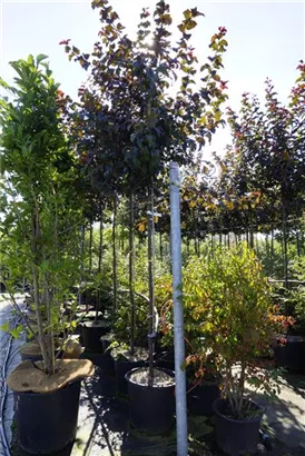 Zierapfel 'Red Sentinel' - Malus 'Red Sentinel' CAC - Baum