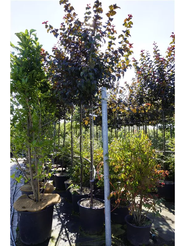 Zierapfel 'Red Sentinel' - Malus 'Red Sentinel' CAC - Baum