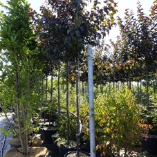 Malus 'Red Sentinel' CAC - Baum, H C 43 10- 12