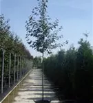 Zierapfel 'Rudolph' - Malus 'Rudolph' CAC