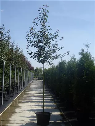 Zierapfel 'Rudolph' - Malus 'Rudolph' CAC