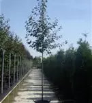 Zierapfel 'Rudolph' - Malus 'Rudolph' CAC
