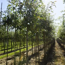 Malus sylvestris CAC, H 3xv mDb 10- 12