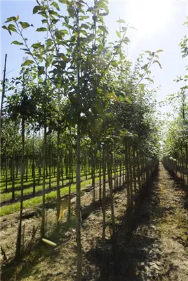 Gemeiner Apfel - Malus sylvestris CAC