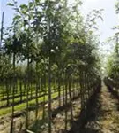 Gemeiner Apfel - Malus sylvestris CAC