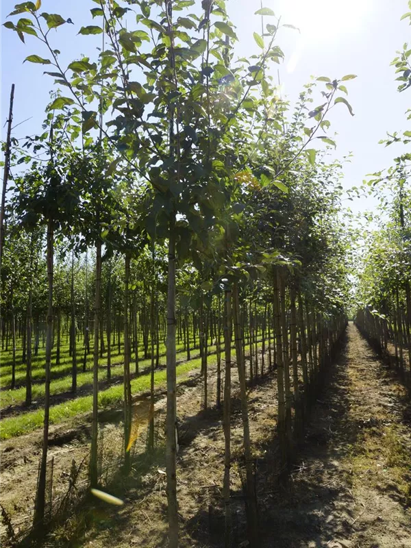 Gemeiner Apfel - Malus sylvestris CAC
