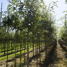 Malus sylvestris CAC, H 3xv mDb 10- 12