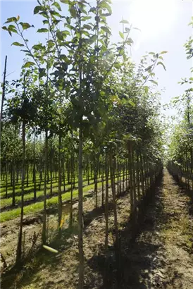 Gemeiner Apfel - Malus sylvestris CAC