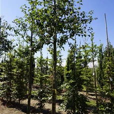 Malus sylvestris CAC, H 3xv mDb 14- 16