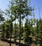 Gemeiner Apfel - Malus sylvestris CAC