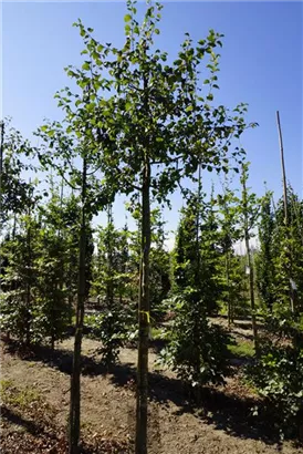 Gemeiner Apfel - Malus sylvestris CAC