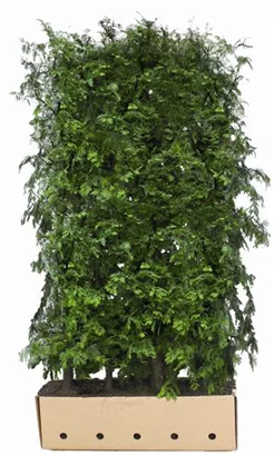 Chinesisches Rotholz - Metasequoia glyptostroboides