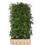 Chinesisches Rotholz - Metasequoia glyptostroboides